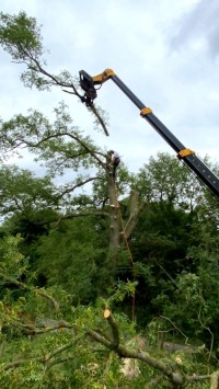 Caring for your Trees - Paul O'Donnell Tree Services, Co. Donegal, Ireland